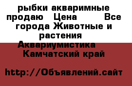 рыбки акваримные продаю › Цена ­ 30 - Все города Животные и растения » Аквариумистика   . Камчатский край